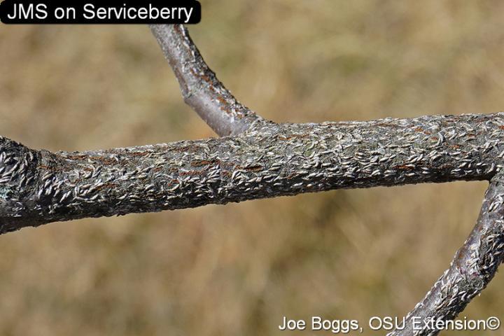 Japanese Maple Scale on branch